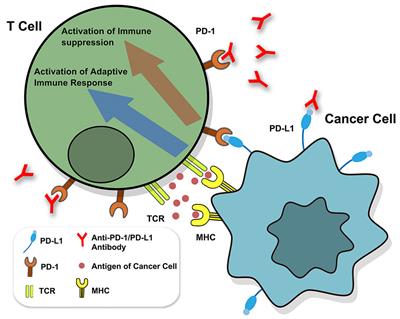 PD-1/PD-L1 Based Combinational Cancer Therapy: Icing on the Cake